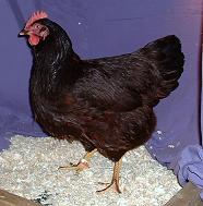RIR_Hen.jpg