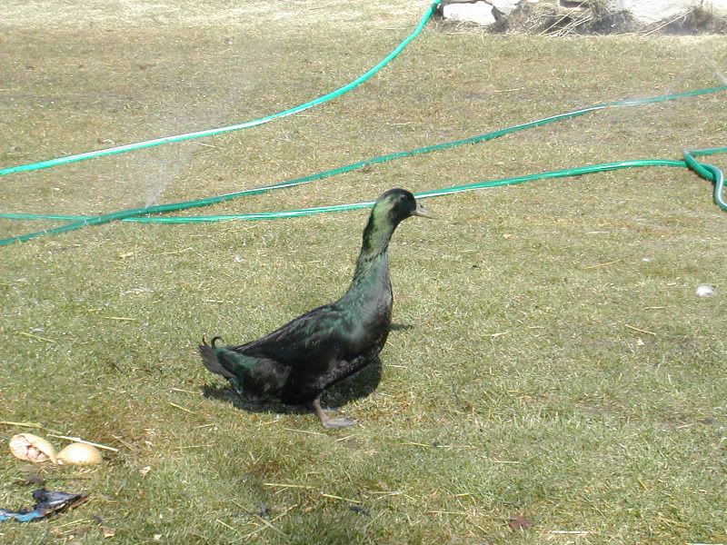 DSCN3087.jpg