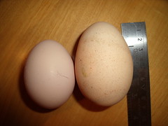 4143174883_0fa4359ccd_m.jpg