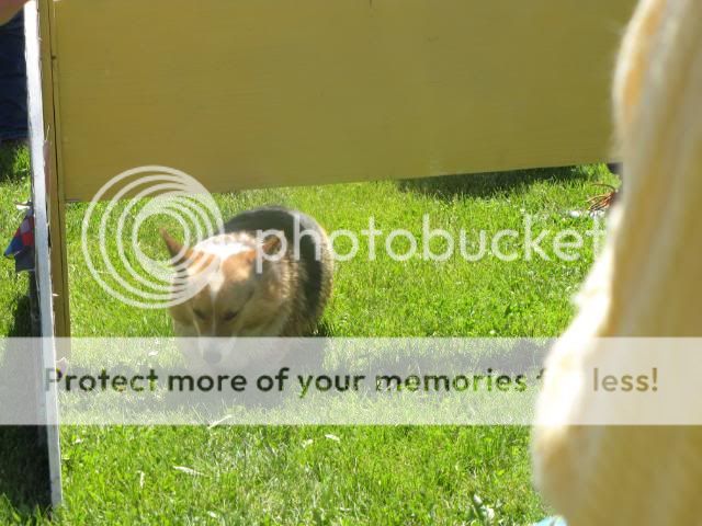 2010corgipicnic050.jpg