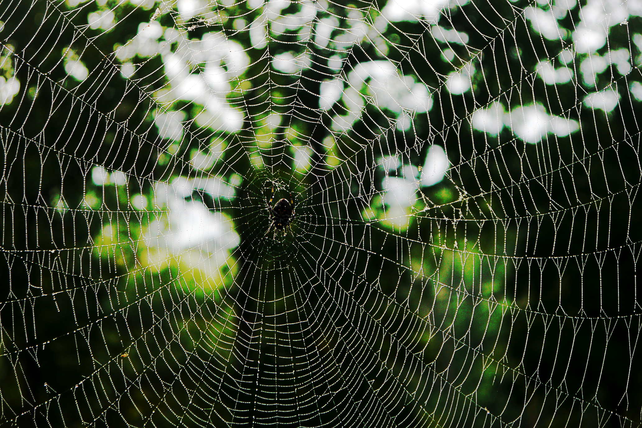 web.JPG