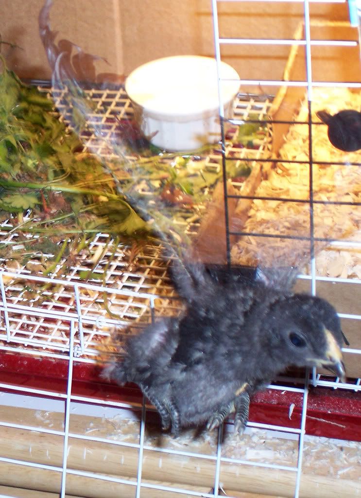 Flyingthecoop_edited.jpg