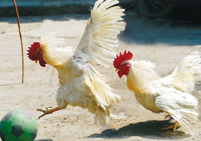 chicken_soccer.jpg