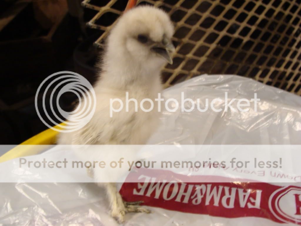 ChickPicks1712.jpg