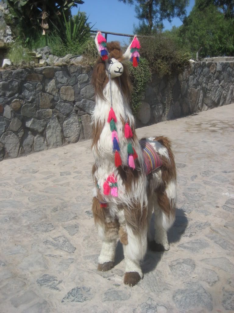 llamaa.jpg