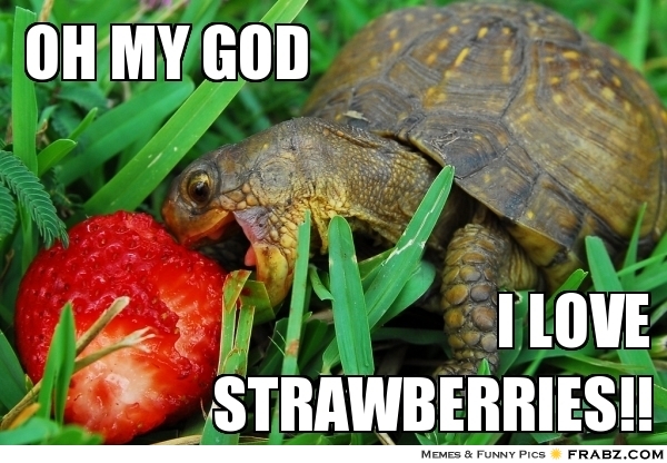 i-love-strawberries-bcm110.jpg