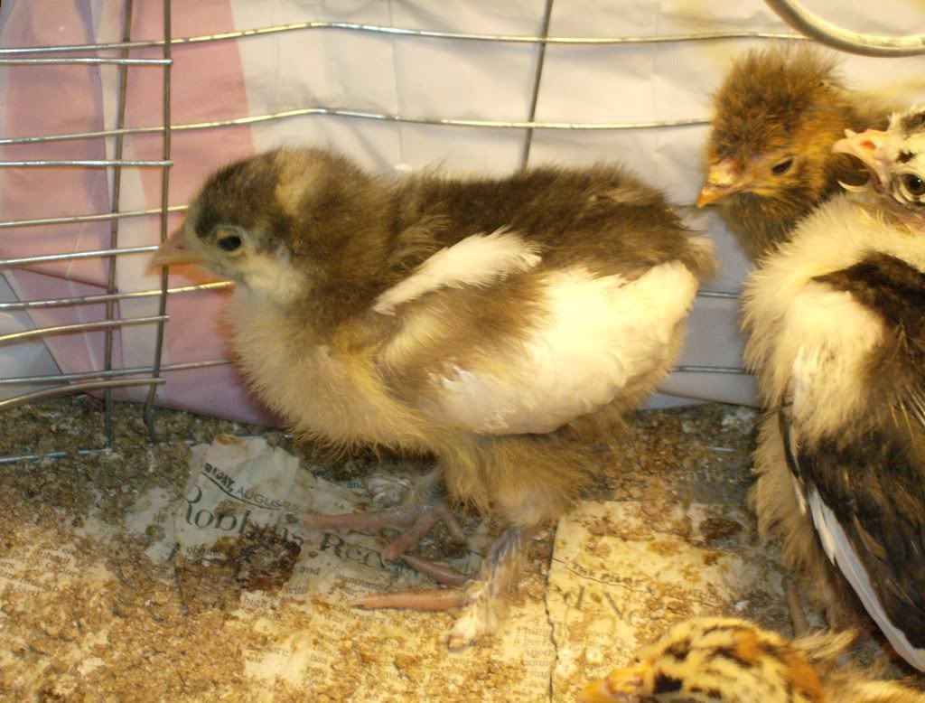 chicksandadults001.jpg