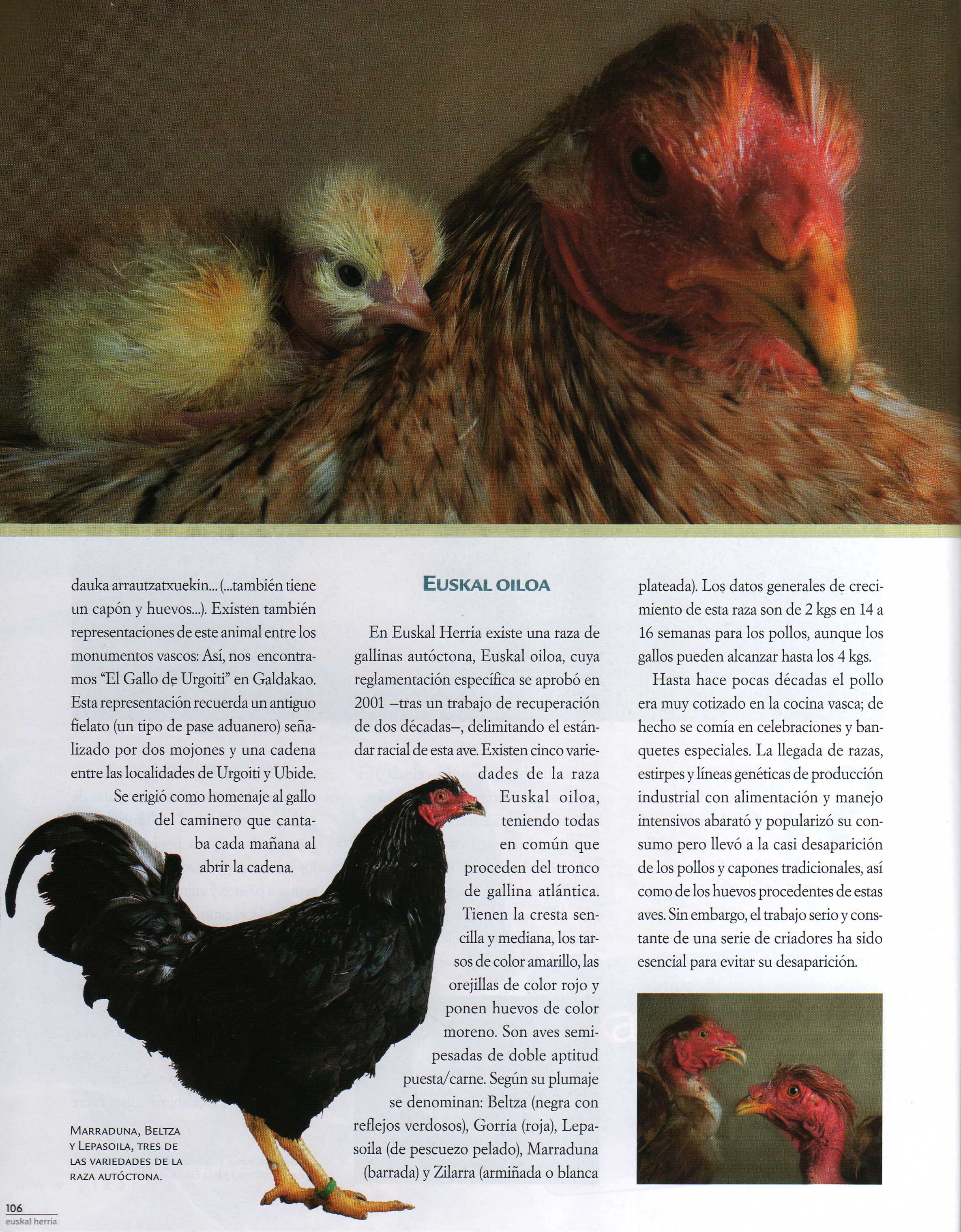 euskal_oiloa_2.jpg