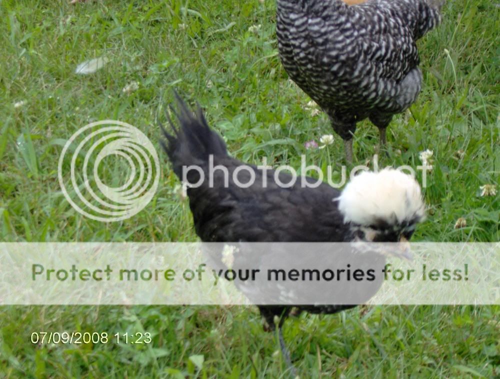 2008_0709chickens6wks0032.jpg