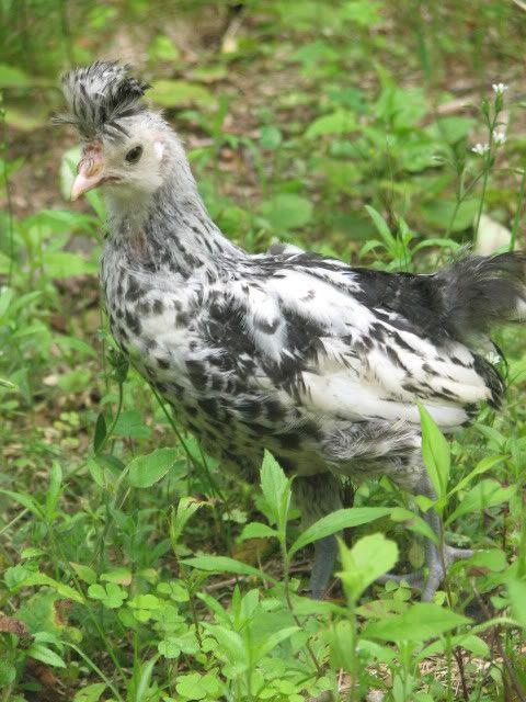 silkies091.jpg