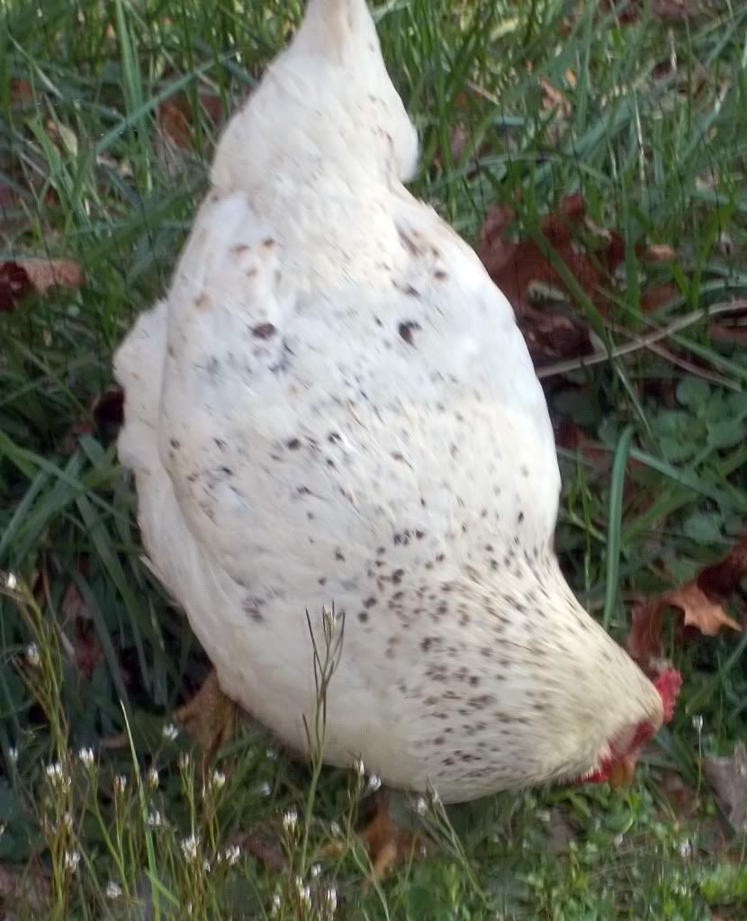 hen1.jpg