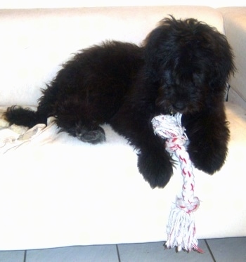 NewfypooDoodieFreyaPuppy4MonthsOld4.jpg