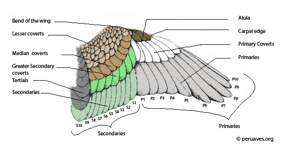 upperwing_opt.jpg