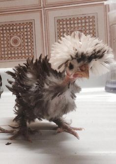 4a16cdcd2ffaccb62fefea4c3fab9152--funny-birds-adventure.jpg