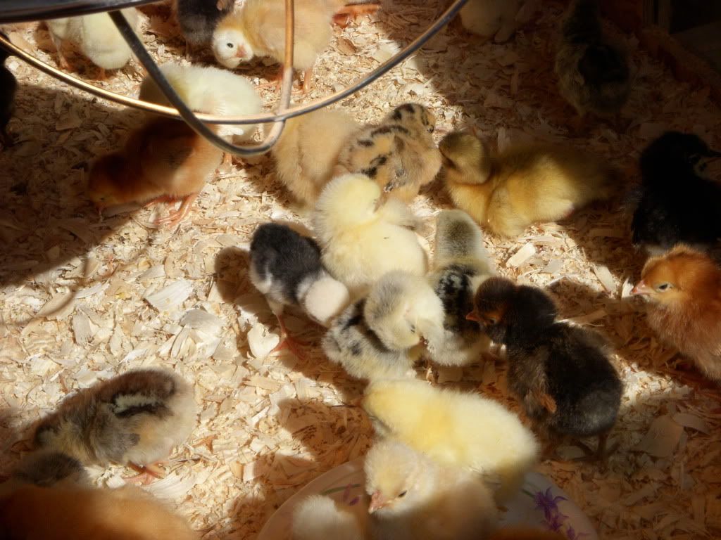 chicks036.jpg