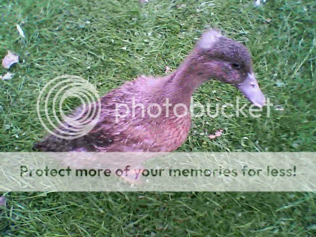 get-attachment.jpg