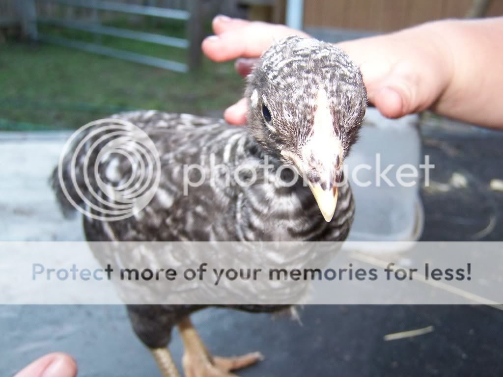 Chicksgettingolder009.jpg