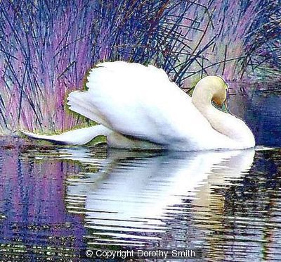 164634_swan.jpg