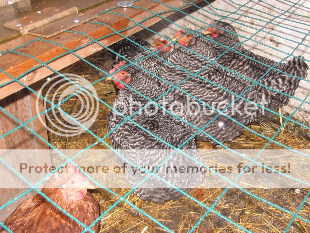 chooks062.jpg