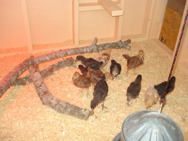 DSC03926.jpg