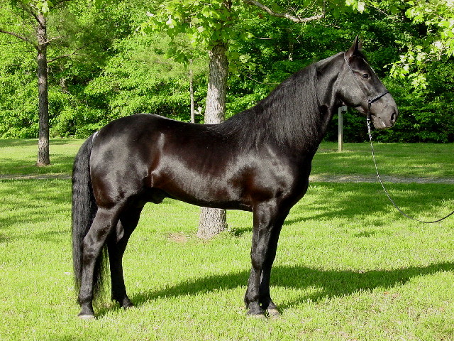 Tennessee-Walking-Horses.jpg