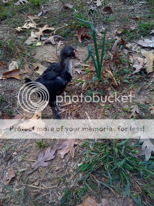 chickchick2.jpg