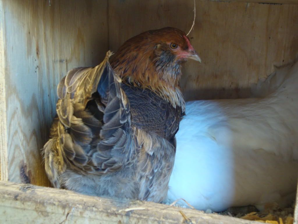 chick.jpg