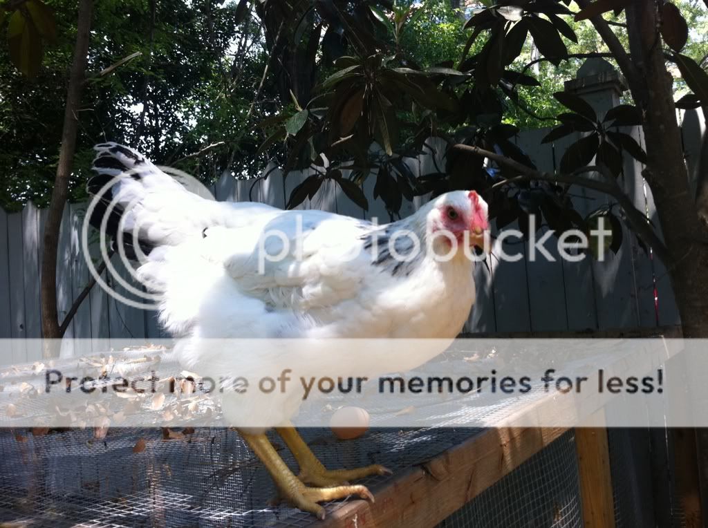 6b51df29.jpg