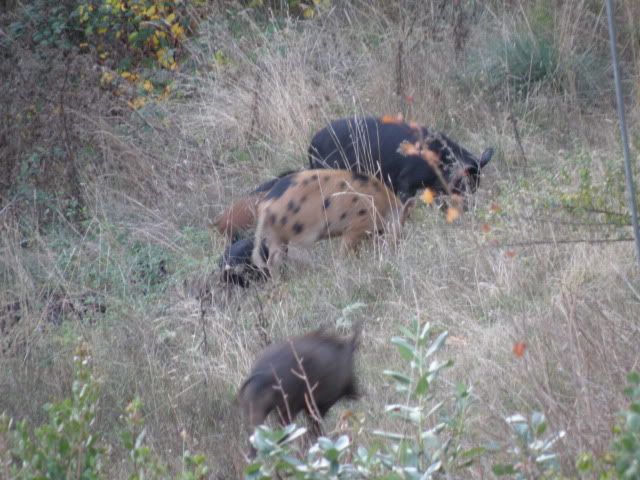 pigs004.jpg