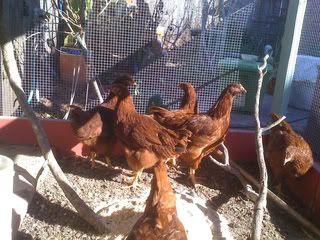 Chickens-11-01-06-026-1.jpg