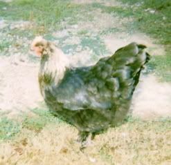 BlackBeauty07.jpg