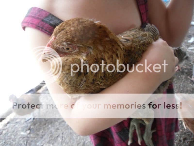 chickens030.jpg