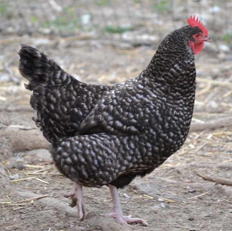 cuckoo_maran_2.jpg