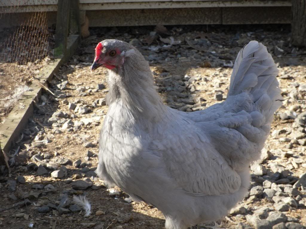 quailaraucana033.jpg