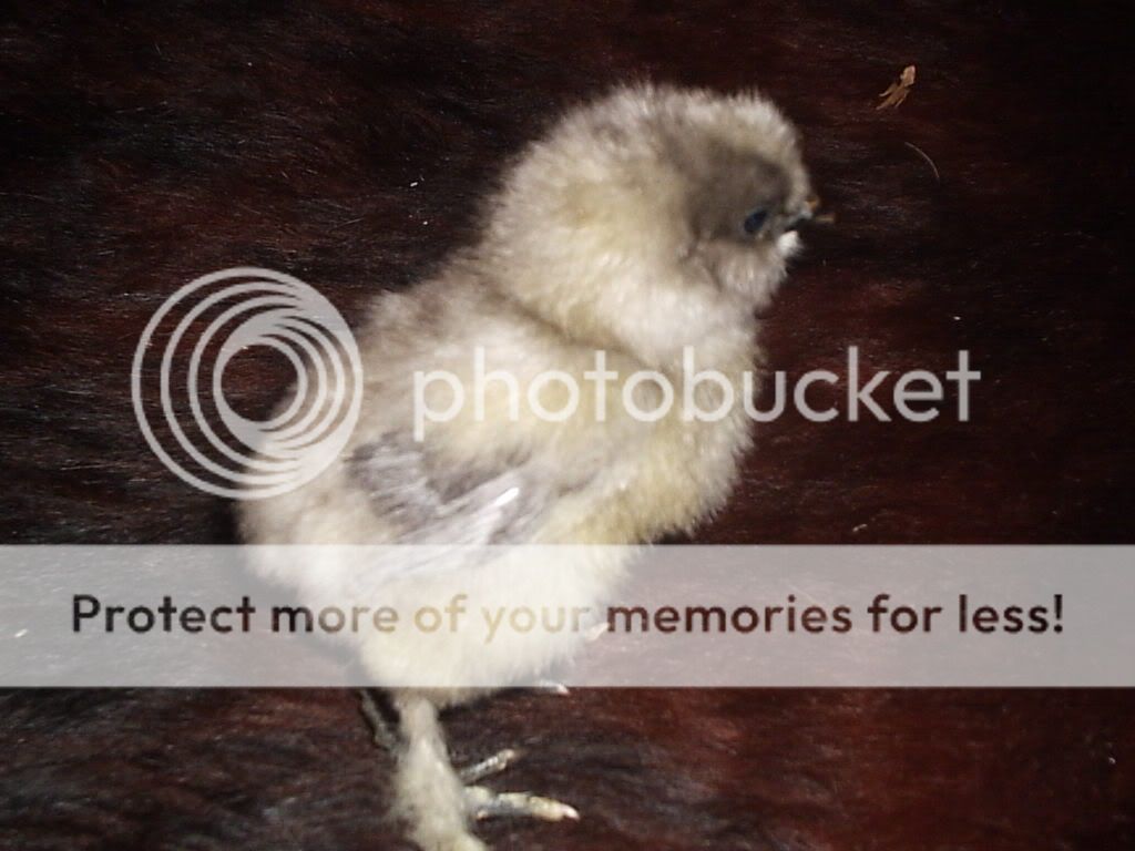 MyPictures070.jpg
