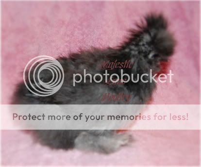PompadourSilkies008-1.jpg