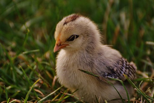 chicks-2011580__340.jpg