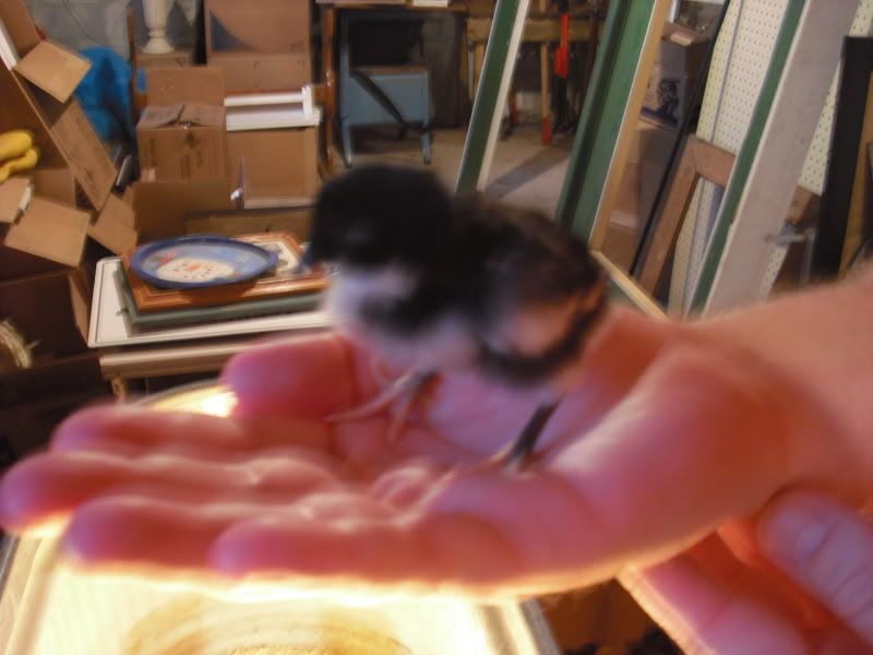 Chicks030.jpg