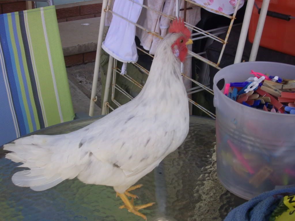 chickensnov09005.jpg