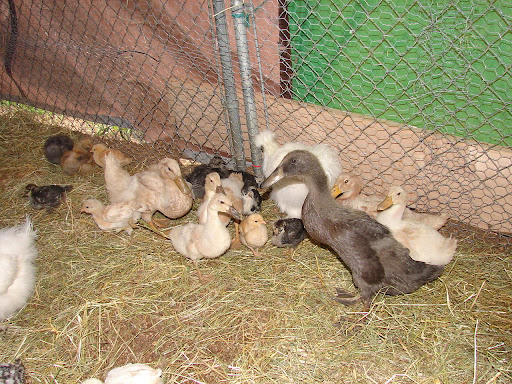 DSC09805.JPG