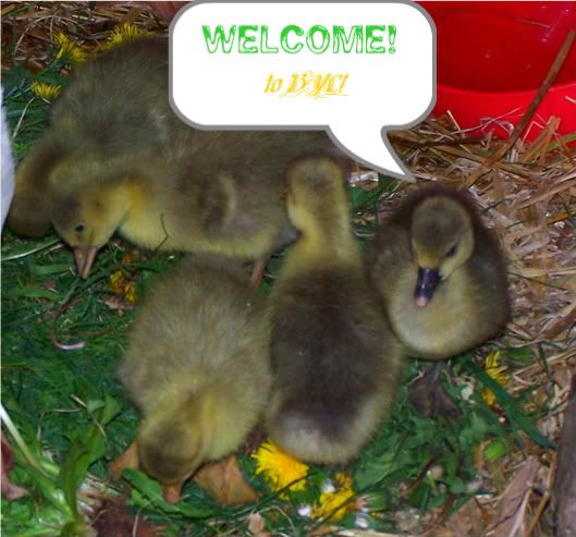 goslings020-1-1-1.jpg
