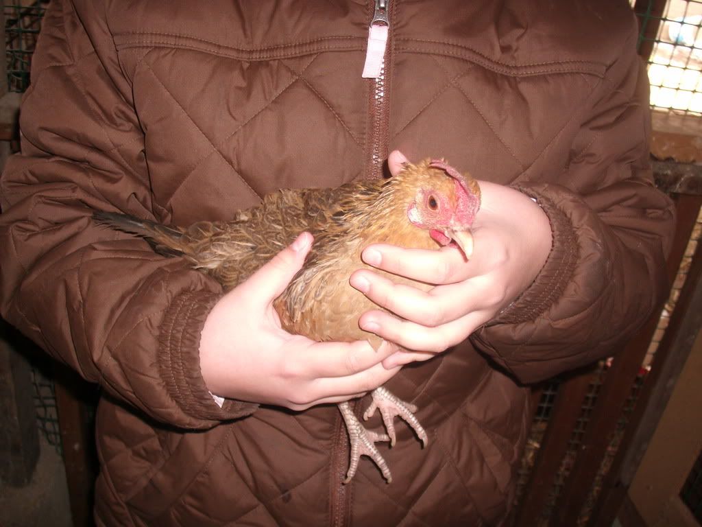 chickens2005.jpg