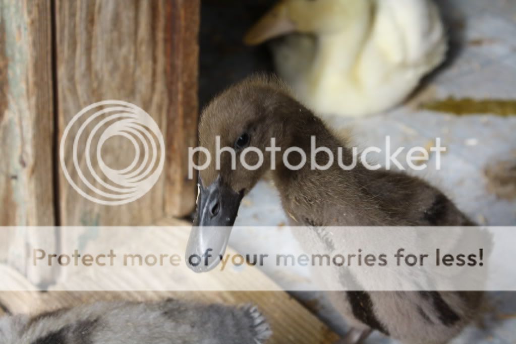 ducks012.jpg