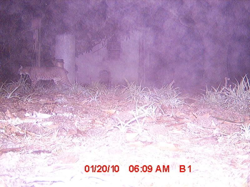 picture4699.jpg
