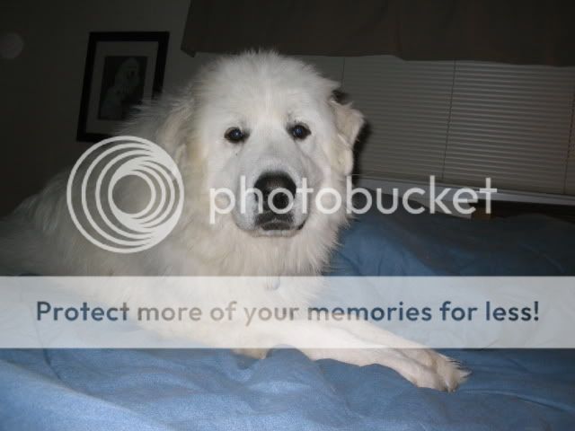 Kodak002.jpg