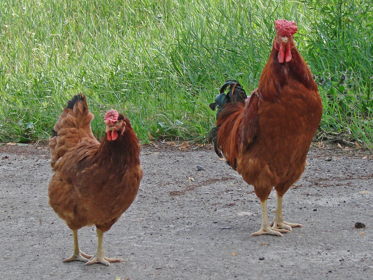 Poltava_chicken_breed_male_and_female.jpg