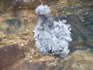 Puffsonrocks.jpg