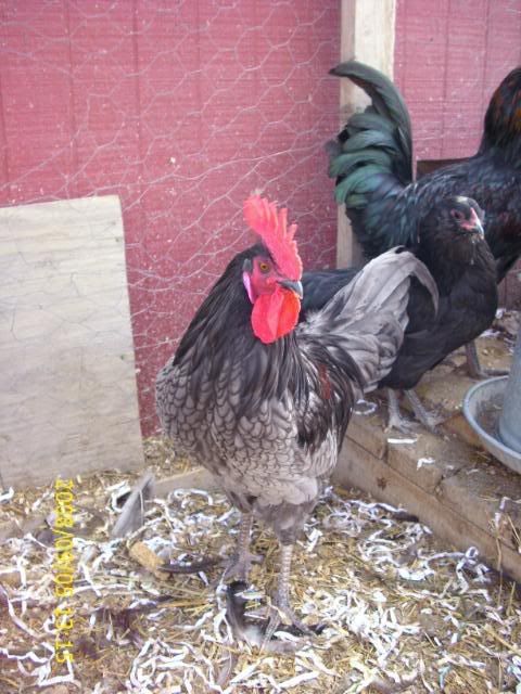 Sept08mybirds018.jpg