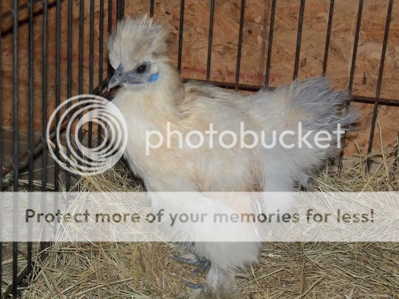 newbird005.jpg