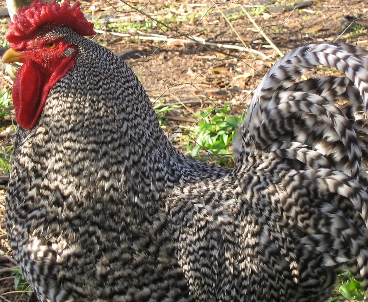 dominique_rooster.JPG